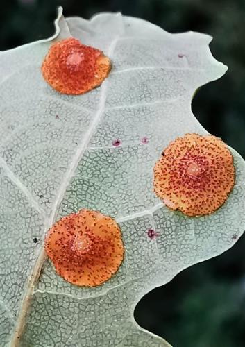 Réf. 333 400 : Neuroterus quercusbaccarum